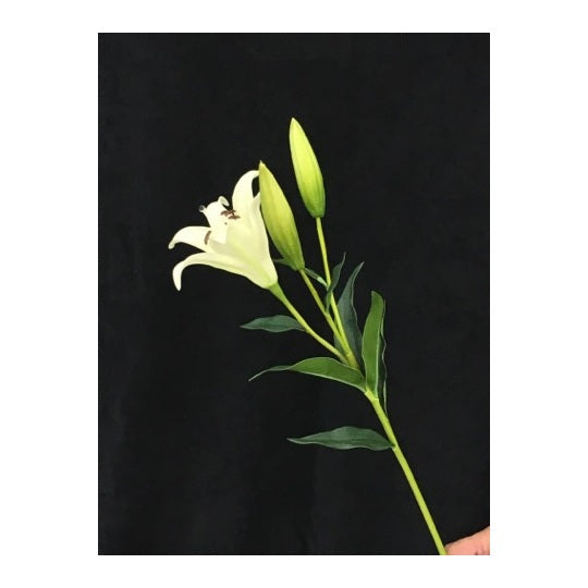 WHITE LILY