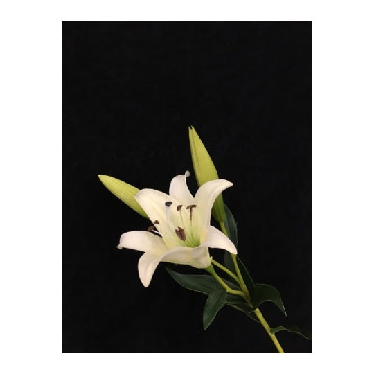 WHITE LILY