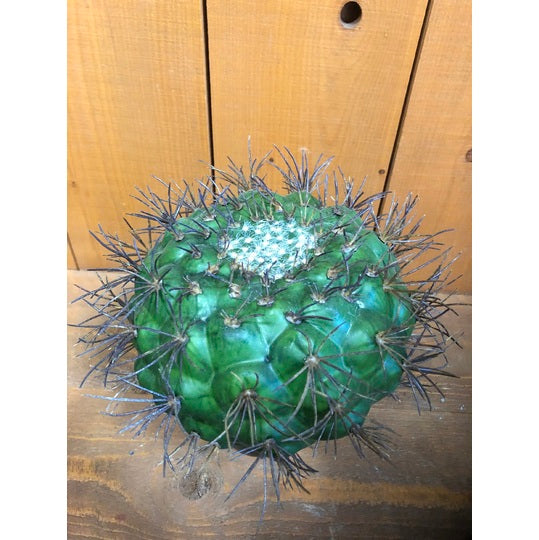 カクタスプラント GREEN 22 cm